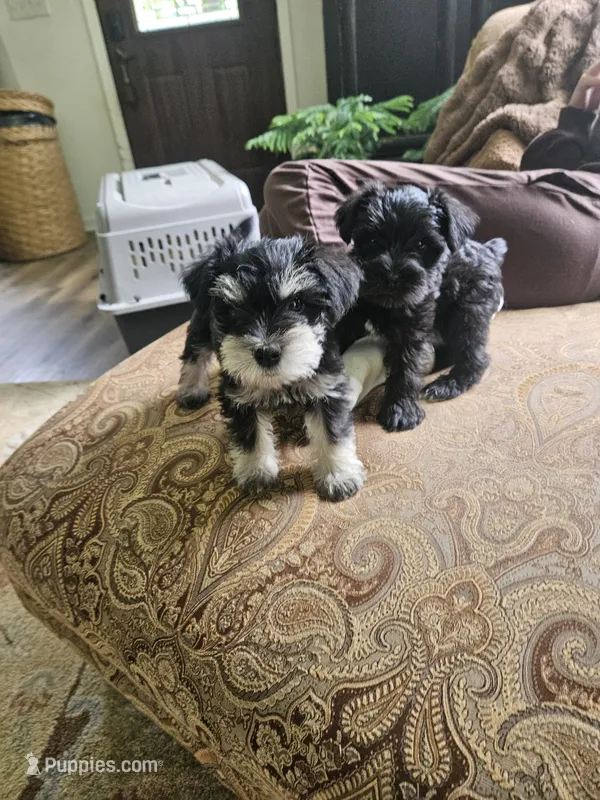 Scottie  – Miniature Schnauzer puppy for sale in Hinckley, IL