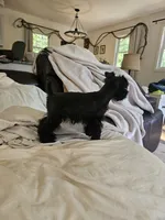 Akc  schn. Boy, a male Miniature Schnauzer for sale in Hinckley, IL – 1 of 9