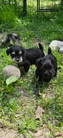 Blue eyes, a female Miniature Schnauzer for sale in Hinckley, IL – 7 of 9