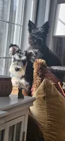 Nellie, a female Miniature Schnauzer for sale in Hinckley, IL – 5 of 7