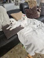 Finnagen, a male Bichon Frise and Maltipoo for sale in Hinckley, IL – Photo 2 of 2