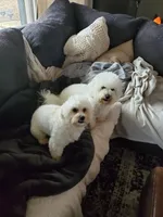 Finnagen, a male Bichon Frise and Maltipoo for sale in Hinckley, IL – Photo 1 of 2