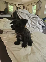 Akc  schn. Boy, a male Miniature Schnauzer for sale in Hinckley, IL – 7 of 9