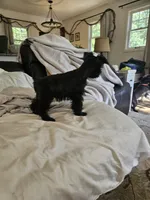 Akc  schn. Boy, a male Miniature Schnauzer for sale in Hinckley, IL – 3 of 9