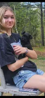 Blue eyes, a female Miniature Schnauzer for sale in Hinckley, IL – 3 of 9