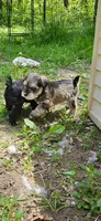 Nellie, a female Miniature Schnauzer for sale in Hinckley, IL – 6 of 7