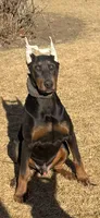 Max, a male Doberman Pinscher for sale in Hinckley, IL – Photo 3 of 3