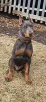 Max, a male Doberman Pinscher for sale in Hinckley, IL – Photo 1 of 3