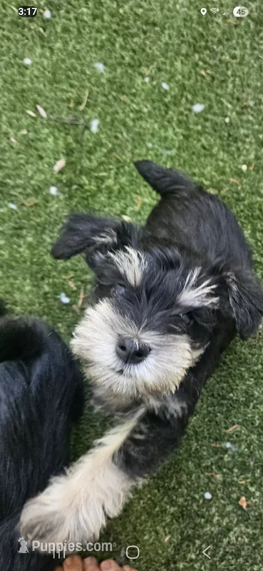 Scottie  – Miniature Schnauzer puppy for sale in Hinckley, IL