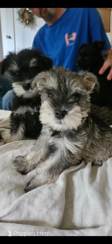 Nellie AKC – Miniature Schnauzer puppy for sale in Hinckley, IL