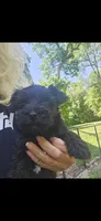 Xander , a male Miniature Schnauzer for sale in Hinckley, IL – 1 of 6