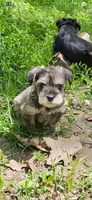 Nellie, a female Miniature Schnauzer for sale in Hinckley, IL – 4 of 7