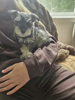 Nellie AKC, a female Miniature Schnauzer for sale in Hinckley, IL – 8 of 9