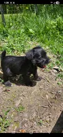 Blue eyes, a female Miniature Schnauzer for sale in Hinckley, IL – 9 of 9