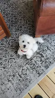 Finn, a male Bichon Frise and Maltese for sale in Hinckley, IL – Photo 1 of 4