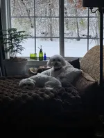 Finn, a male Bichon Frise and Maltese for sale in Hinckley, IL – Photo 4 of 4