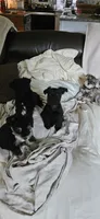 Akc jeeno, a female Miniature Schnauzer for sale in Hinckley, IL – 10 of 10
