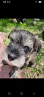 Nellie, a female Miniature Schnauzer for sale in Hinckley, IL – 3 of 7