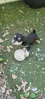 Scottie , a male Miniature Schnauzer for sale in Hinckley, IL – 3 of 8
