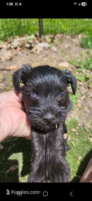 Blue eyes – Miniature Schnauzer puppy for sale in Hinckley, IL