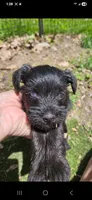 Blue eyes, a female Miniature Schnauzer for sale in Hinckley, IL – 5 of 9