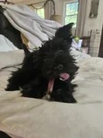 Akc  schn. Boy, a male Miniature Schnauzer for sale in Hinckley, IL – 5 of 9