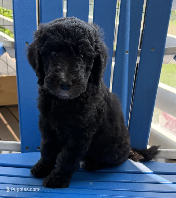 Jasper – Bernedoodle puppy for sale in Ebensburg, PA