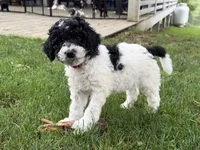 Flintt, a  Bernedoodle for sale in Ebensburg, PA – 2 of 3