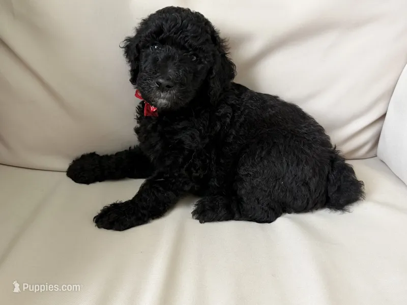 Jasper – Bernedoodle puppy for sale in Ebensburg, PA