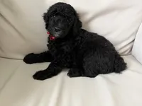 Jasper, a male Bernedoodle for sale in Ebensburg, PA – 1 of 4