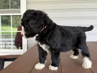 River, a  Bernedoodle for sale in Ebensburg, PA – 2 of 4
