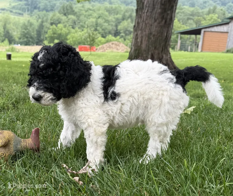 Flintt – Bernedoodle puppy for sale in Ebensburg, PA