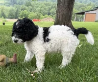 Flintt, a  Bernedoodle for sale in Ebensburg, PA – 1 of 3