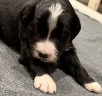River, a female Bernedoodle for sale in Ebensburg, PA – 2 of 2