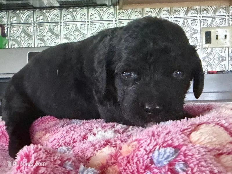 Sunny – Bernedoodle puppy for sale in Ebensburg, PA
