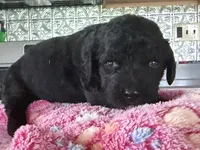Sunny, a female Bernedoodle for sale in Ebensburg, PA – 1 of 2