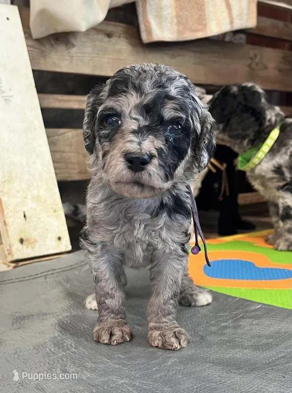 Blossom, a female Bernedoodle for sale in Ebensburg, PA – Photo 1 of 2