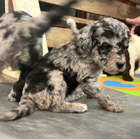 Blossom, a female Bernedoodle for sale in Ebensburg, PA – Photo 2 of 2