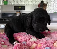 Sunny, a female Bernedoodle for sale in Ebensburg, PA – 2 of 2