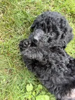 Aspen, a female Bernedoodle for sale in Ebensburg, PA – 4 of 5