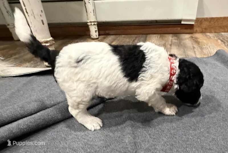 Flint – Bernedoodle puppy for sale in Ebensburg, PA
