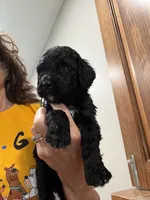 Reed, a male Bernedoodle for sale in Ebensburg, PA – 2 of 3