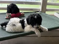Flintt, a  Bernedoodle for sale in Ebensburg, PA – 3 of 3