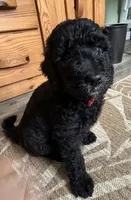 Jasper, a male Bernedoodle for sale in Ebensburg, PA – 2 of 4