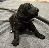 Aspen, a female Bernedoodle for sale in Ebensburg, PA – 2 of 2
