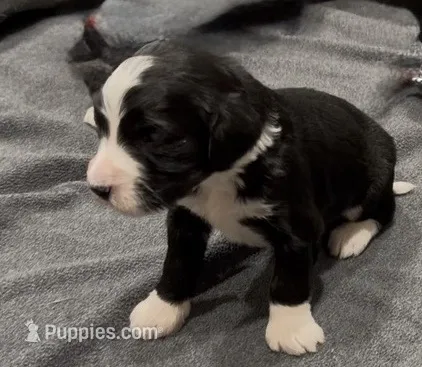 Ash – Bernedoodle puppy for sale in Ebensburg, PA