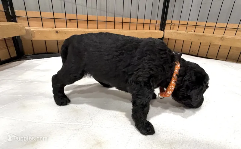 Jasper – Bernedoodle puppy for sale in Ebensburg, PA