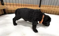 Jasper, a male Bernedoodle for sale in Ebensburg, PA – 1 of 1