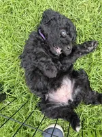 Aspen, a female Bernedoodle for sale in Ebensburg, PA – 5 of 5