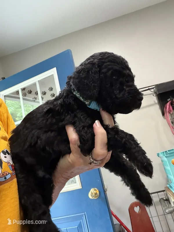 Reed, a male Bernedoodle for sale in Ebensburg, PA – 1 of 3